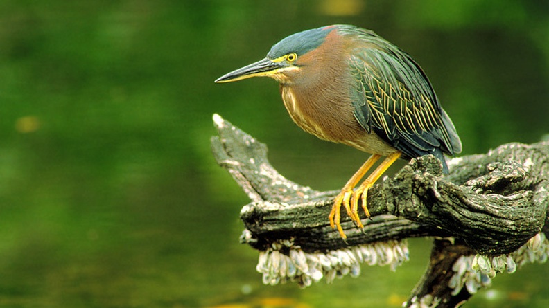 Green Backed Heron, Florida